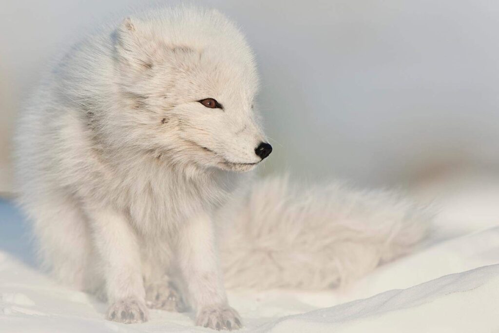 Arctic Fox Photography