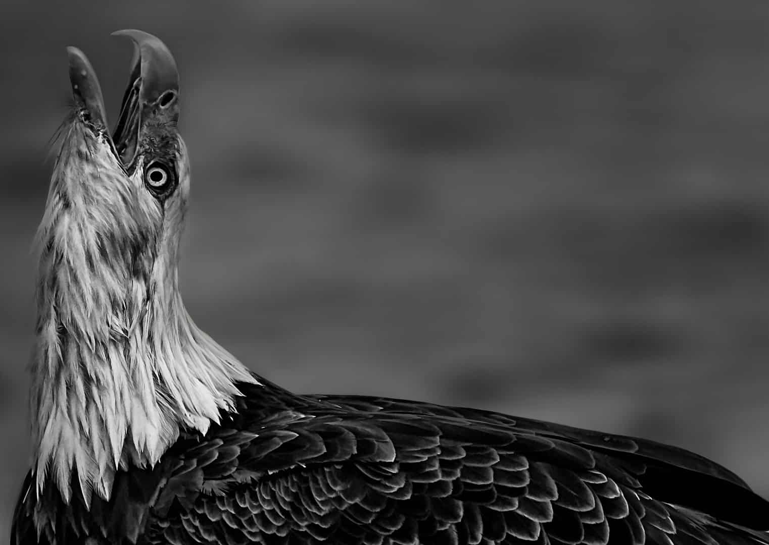 Bald Eagle Artwork