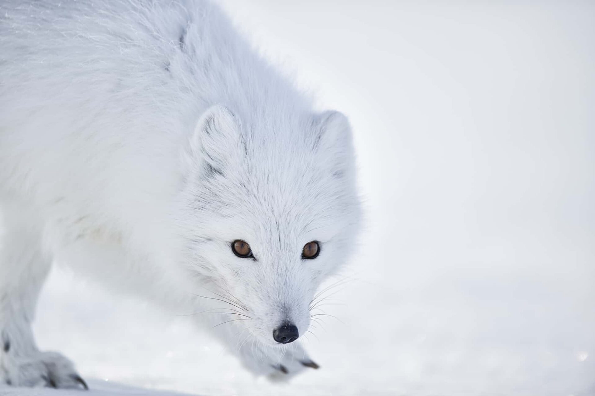 Arctic Fox Artwork