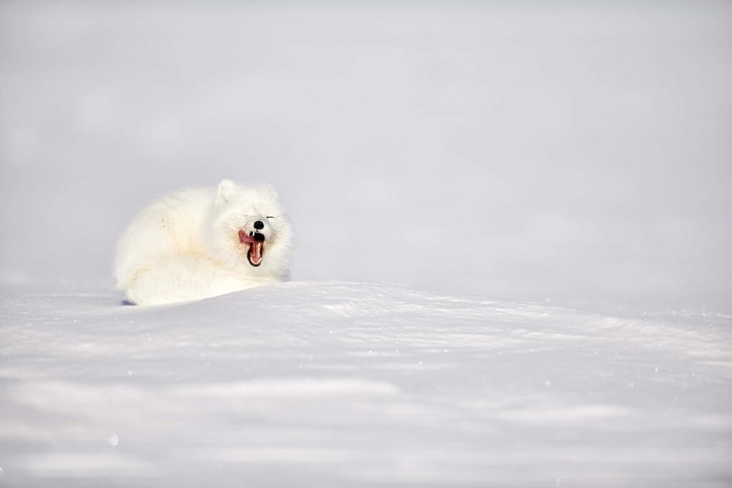 White Fox Photography eating raw meat