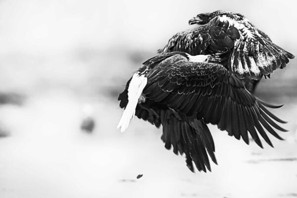 Young Bald Eagle Picture