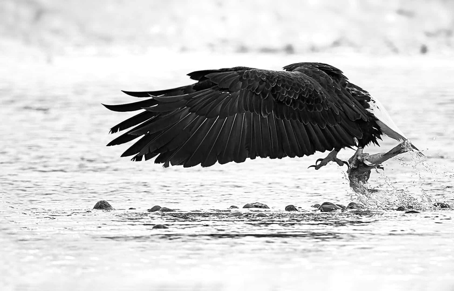 Bald Eagle Image Print