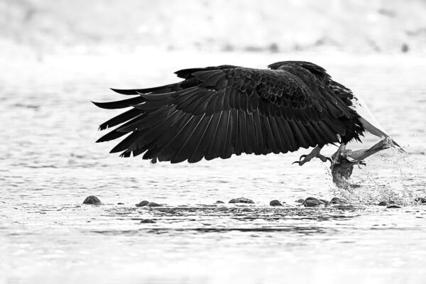 Bald Eagle Image Print