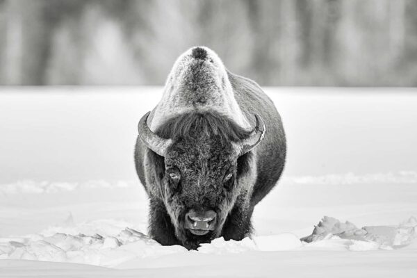 American Bison Art