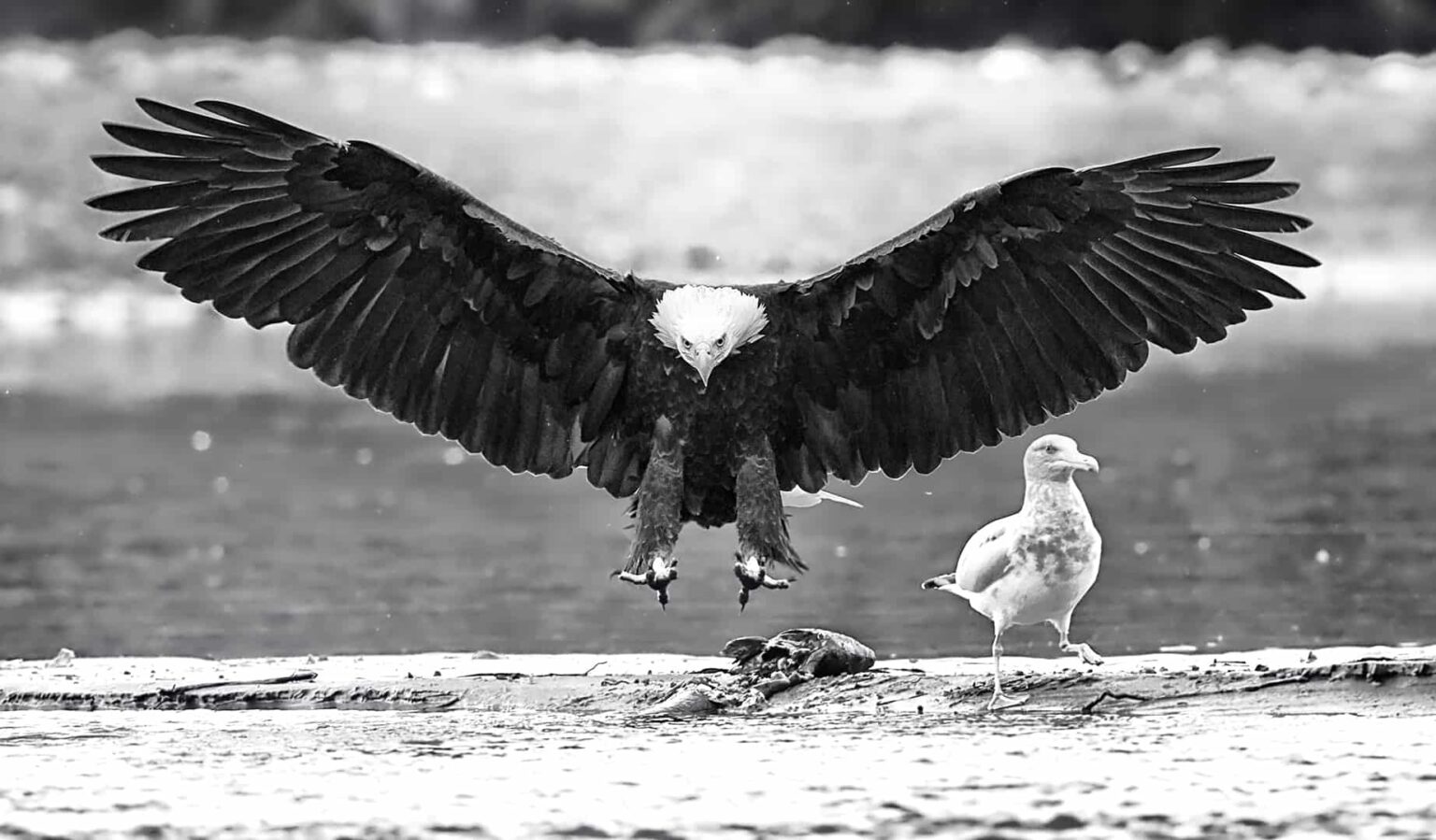 Bald Eagle In Flight