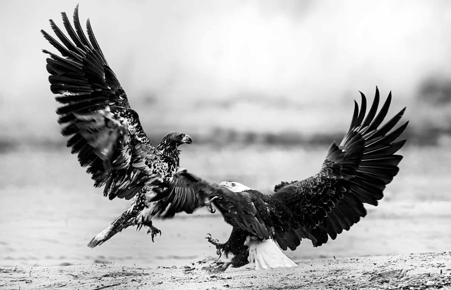 Juvenile Bald Eagle Picture