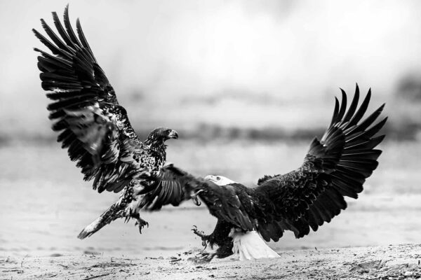 Juvenile Bald Eagle Picture