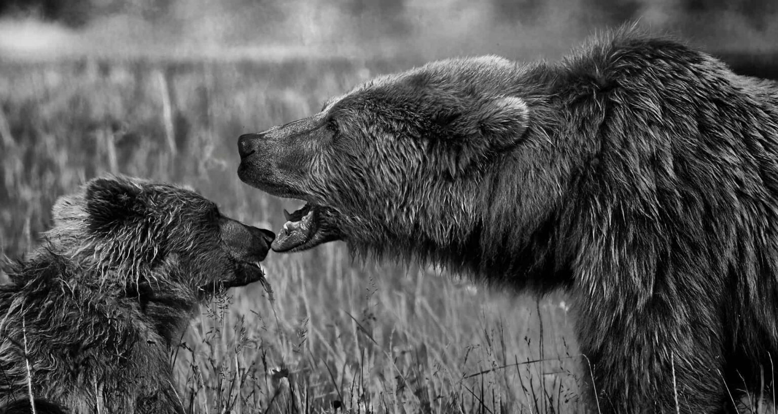 Bear Photography Print