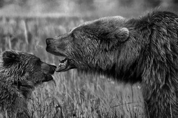 Bear Photography Print