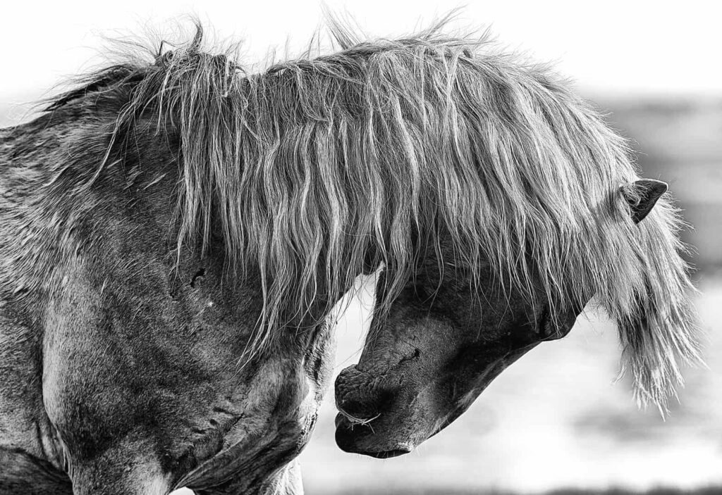 Black and White Horse Photography