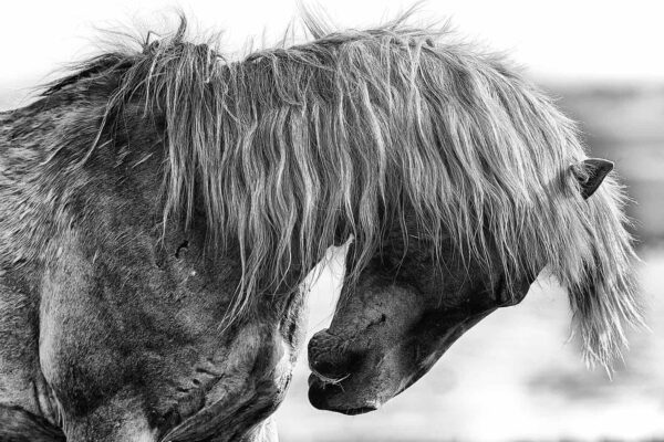 Black and White Horse Photography