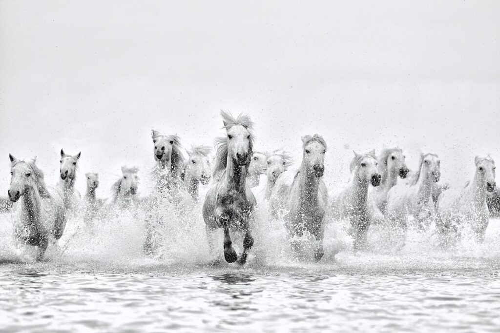 Wild White horse running in group in water and creating a scene of trust and integrity and One wild horse leading the whole horse pack