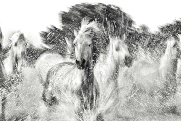 Wild Horse Photography running horses in water