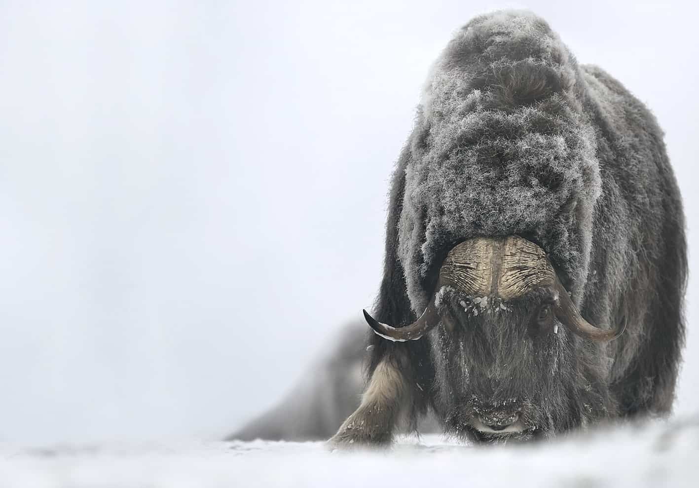 Musk Ox Photography