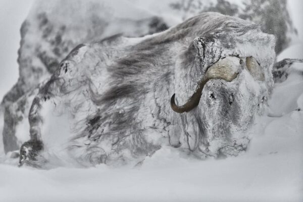 Musk Ox Print