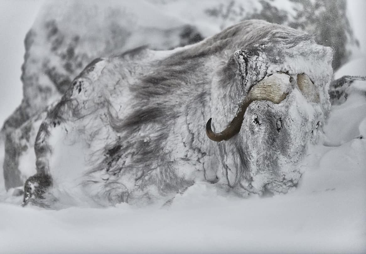 Musk Ox Print