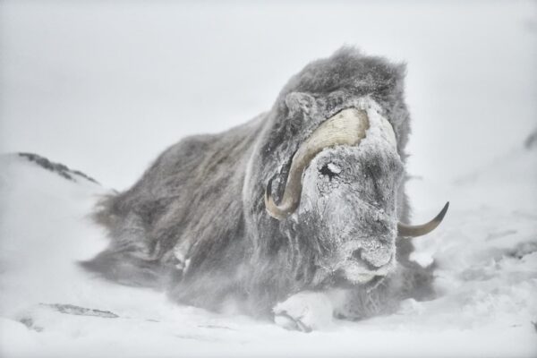 Musk Oxen