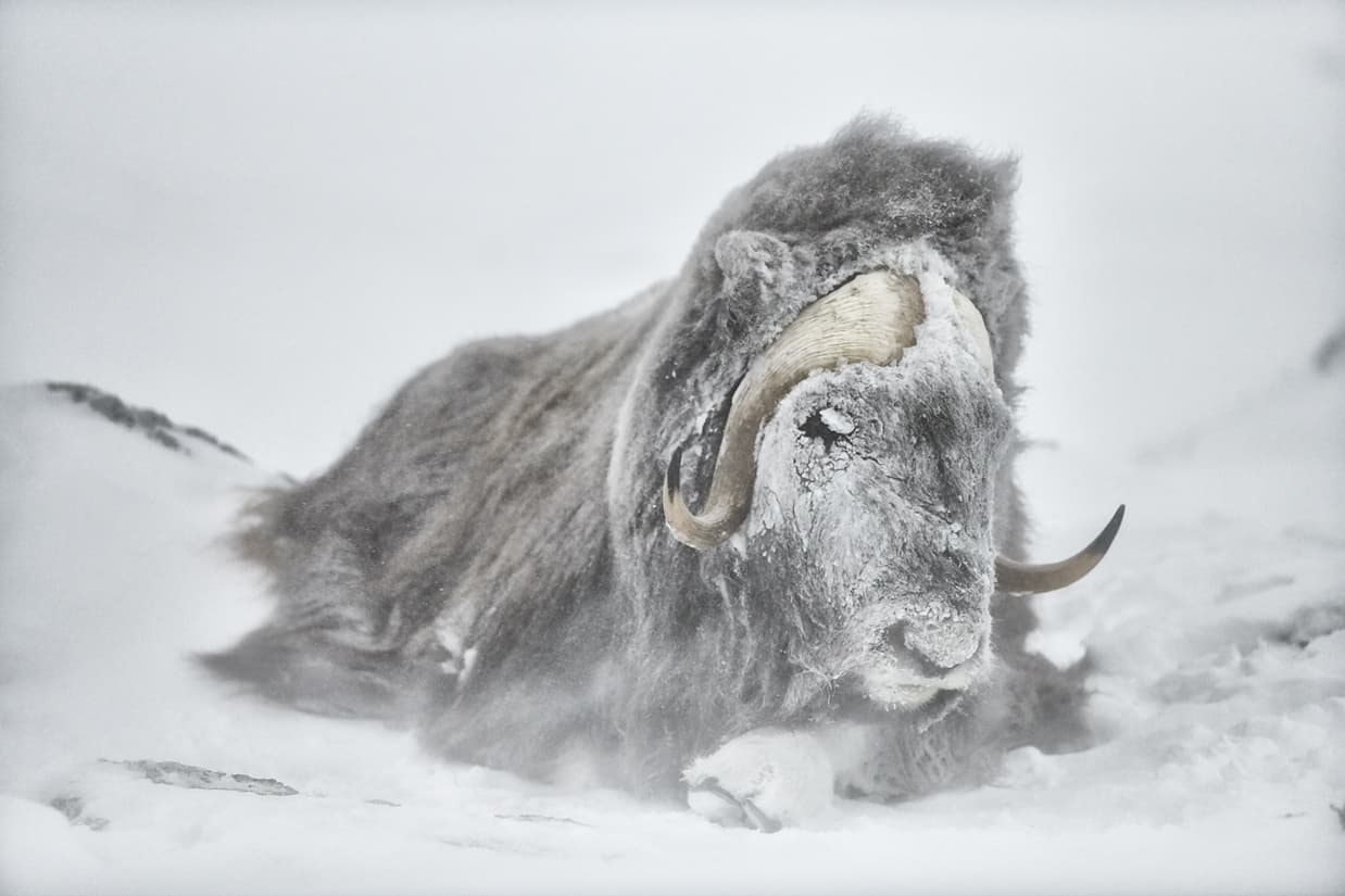 Arctic Bull Print