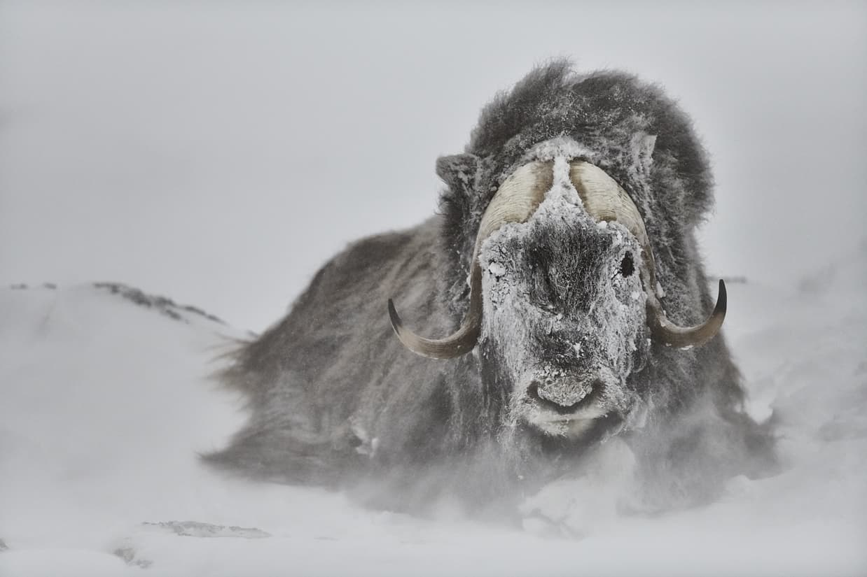 Picture of a Musk Ox