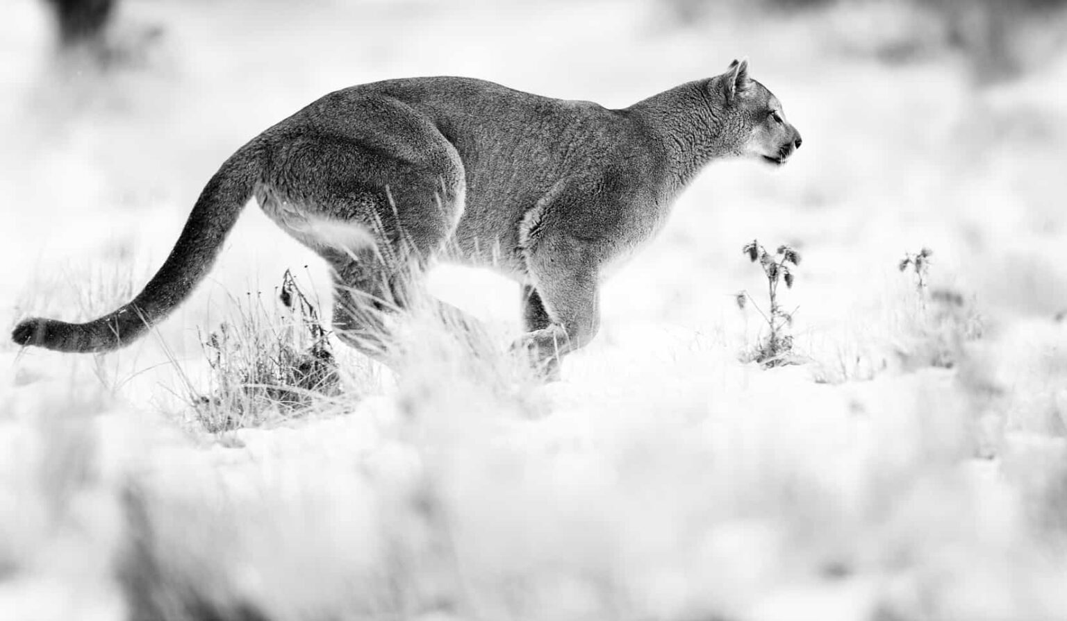 Mountain Lion Photography