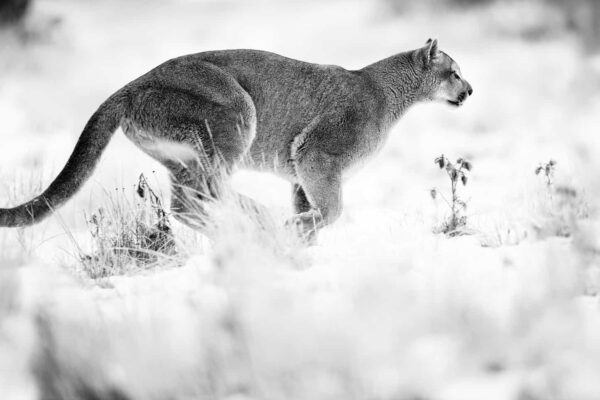 Mountain Lion Photography