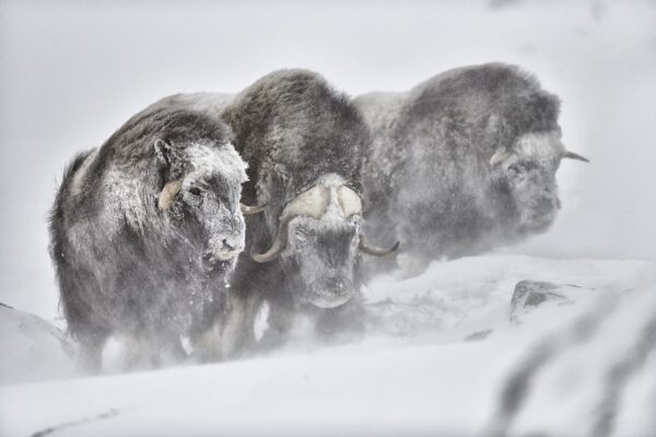 Musk Oxen Image