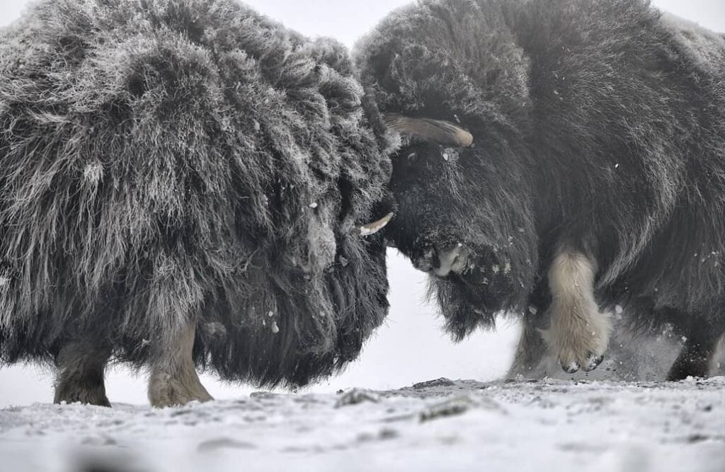 Musk Ox Fight Print