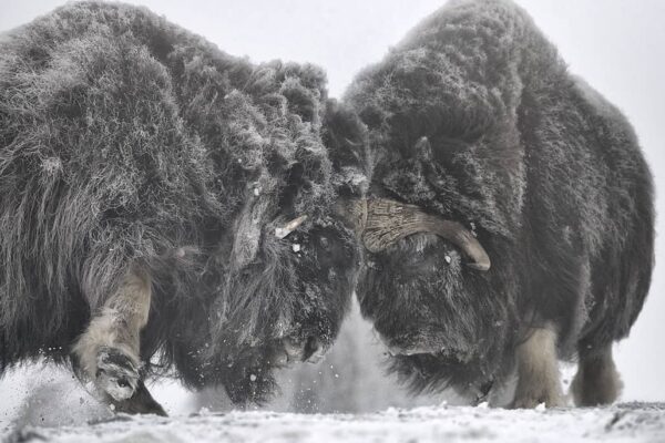 Musk Ox Photo