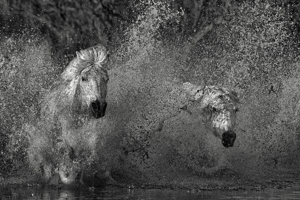 white horses running! fine art horse photography