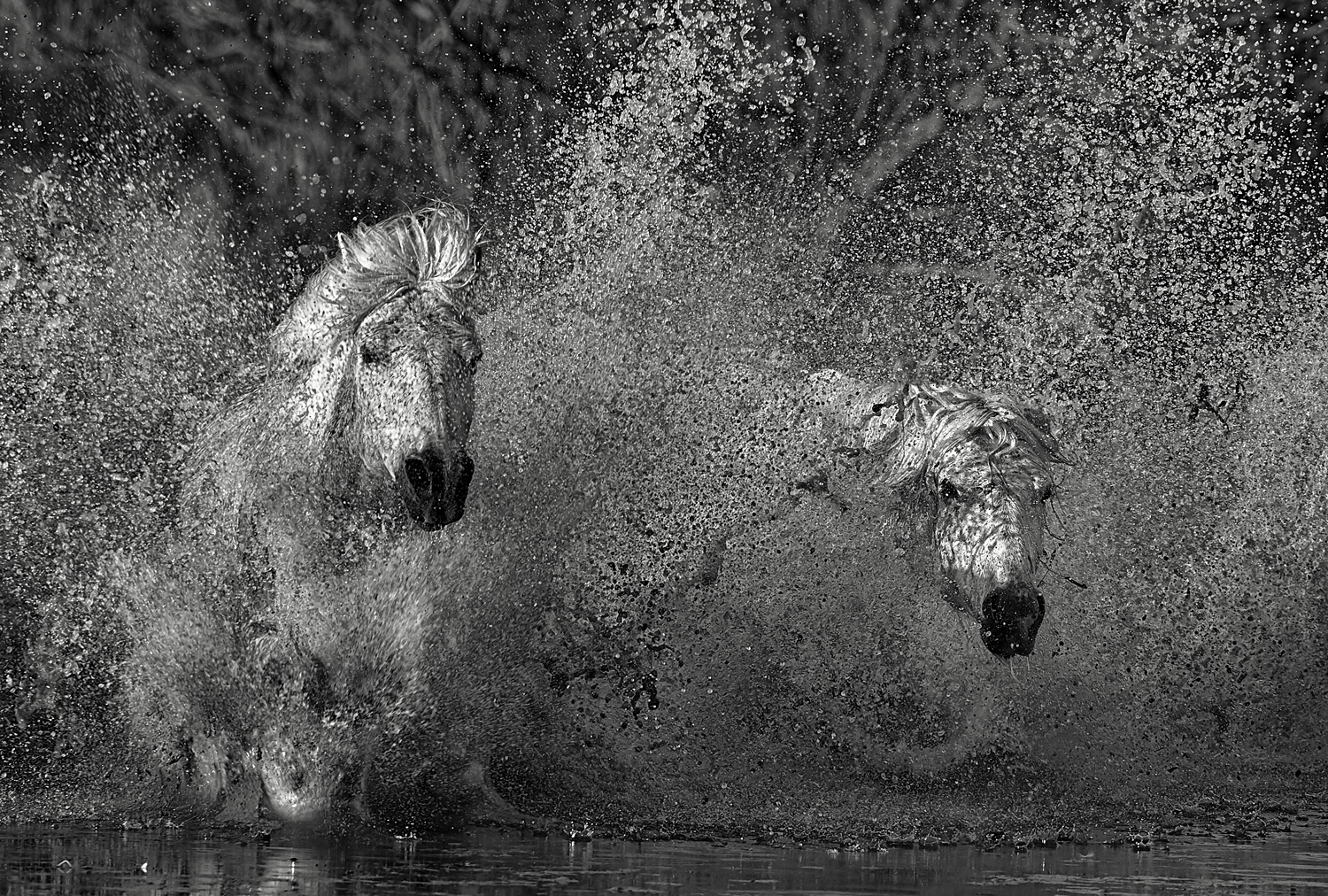 white horses running! fine art horse photography