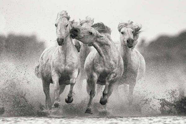 white Horses running in water