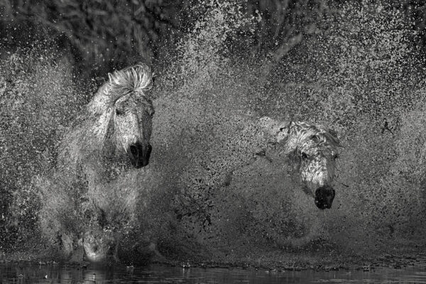 Two Horses running in water