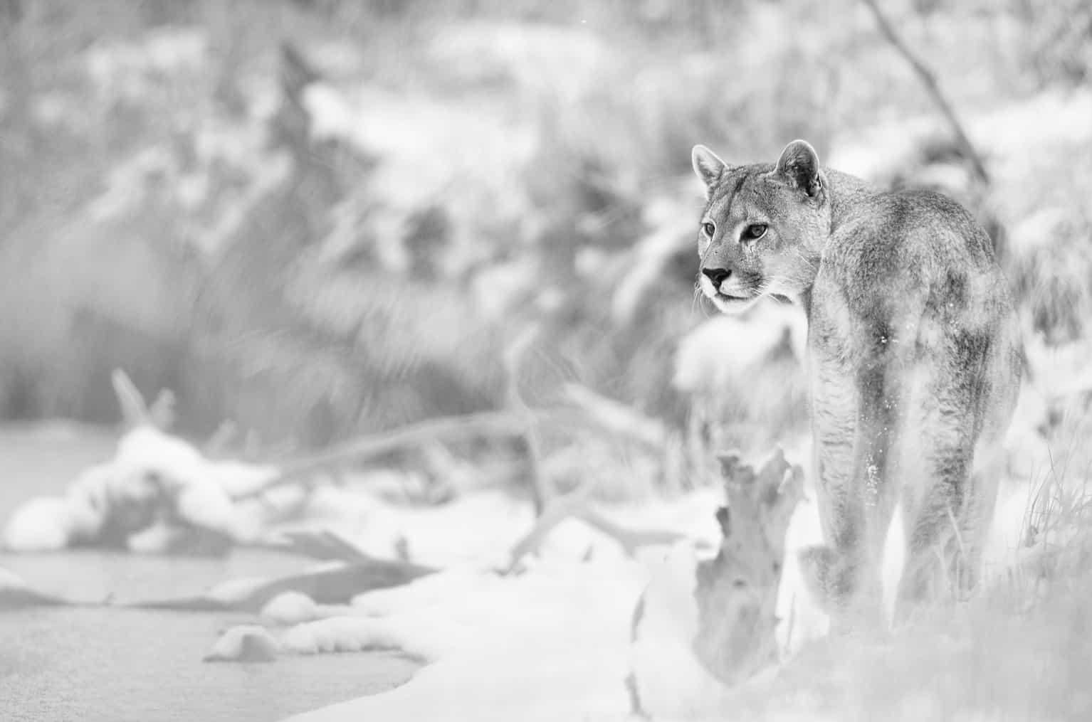 Mountain Lion Pictures to Print