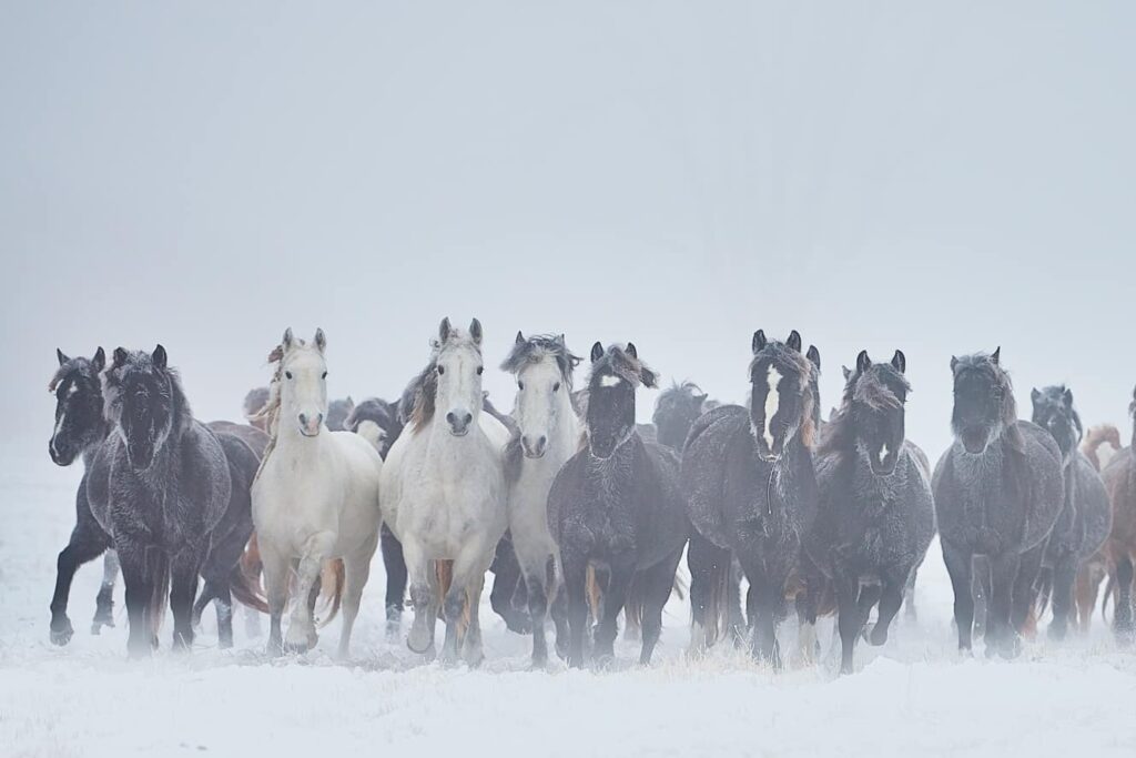 Equestrian photography Print