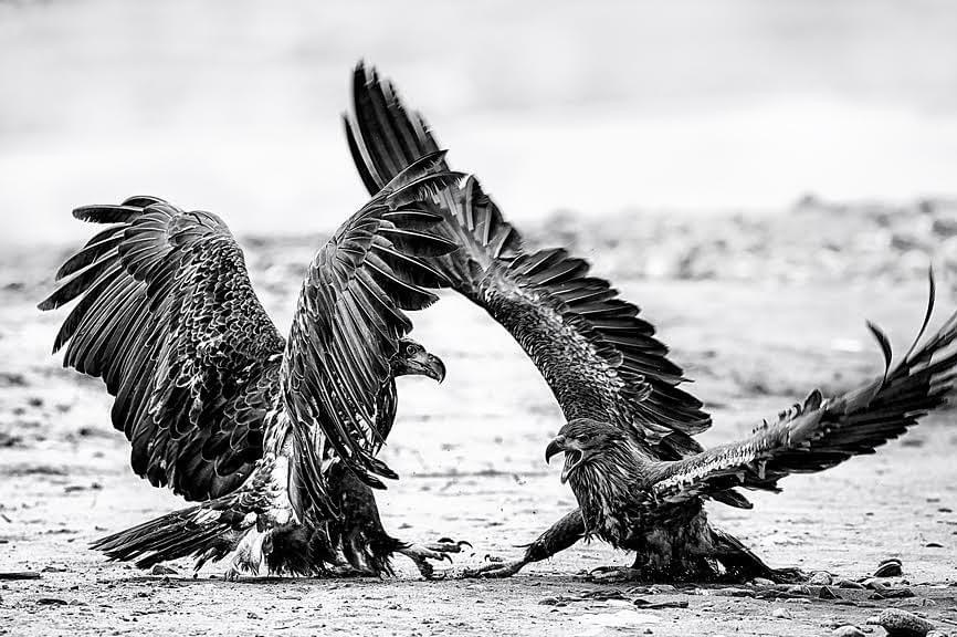 Baby Bald Eagle Picture