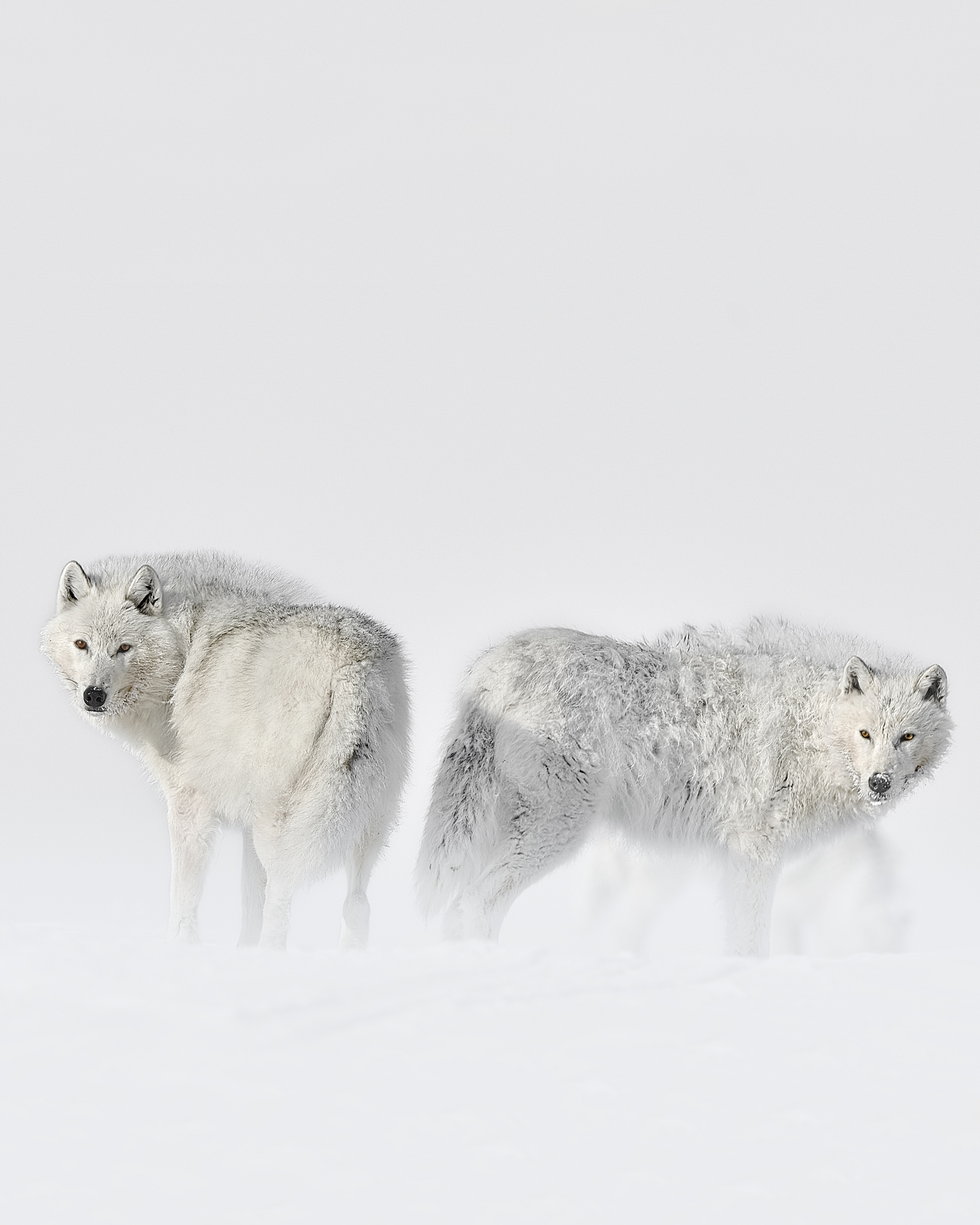 You Will Enjoy Arctic Wolf Fine Art Photography