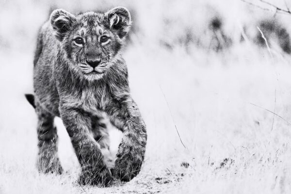 Lion Cub Art Print