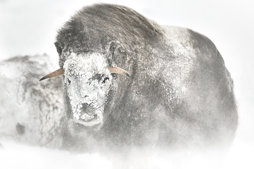 Musk Ox Photography Print