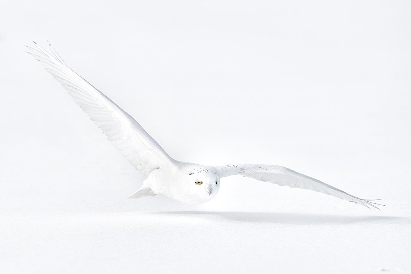 Canadian Snowy Owl Photography