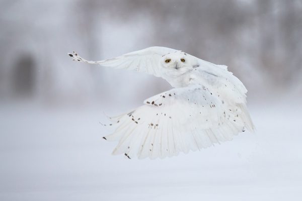 Snowy Owl Art