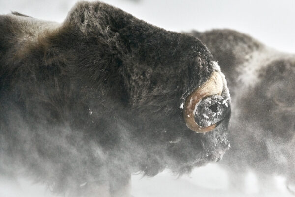 Musk Ox Fine Art