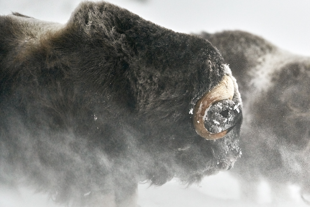 Musk Ox Fine Art