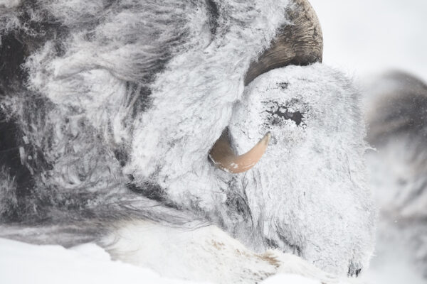 Musk Ox Norway