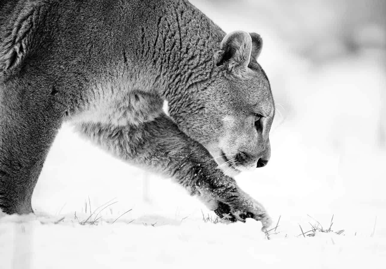 Black and White Mountain Lion Art