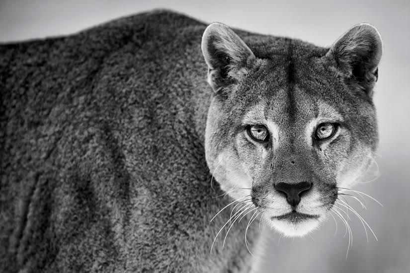 Mountain Lion Print