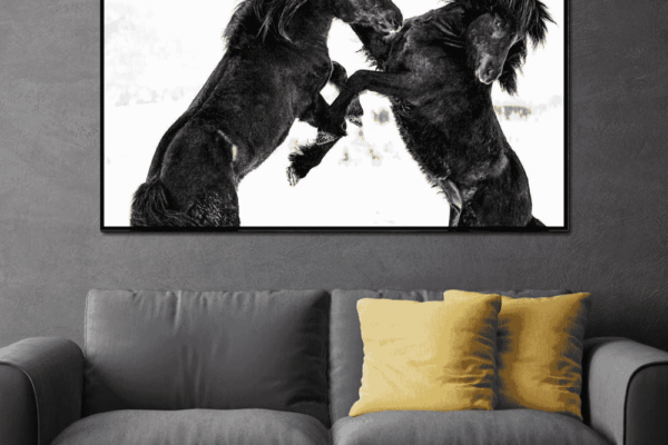 Mystic beautiful Black horses showing their strength captured by ejaz khan for living room wall art
