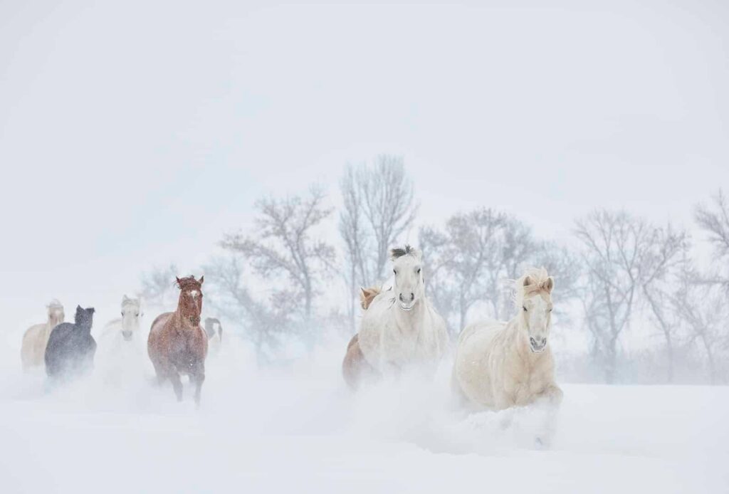 Beautiful Horse Photography in snow