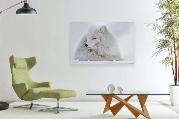 ARCTIC FOX PICTURE IN OFFICE