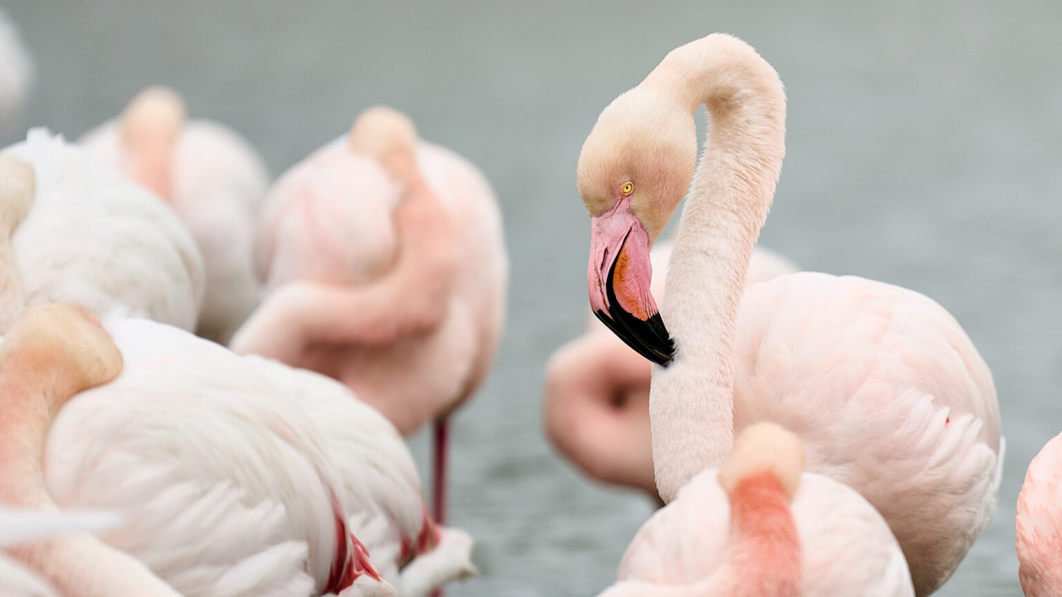 Flamingo Photography