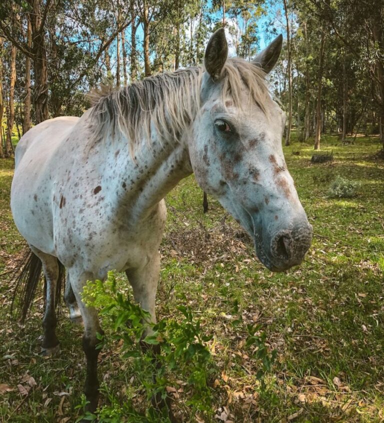 Appaloosa horse